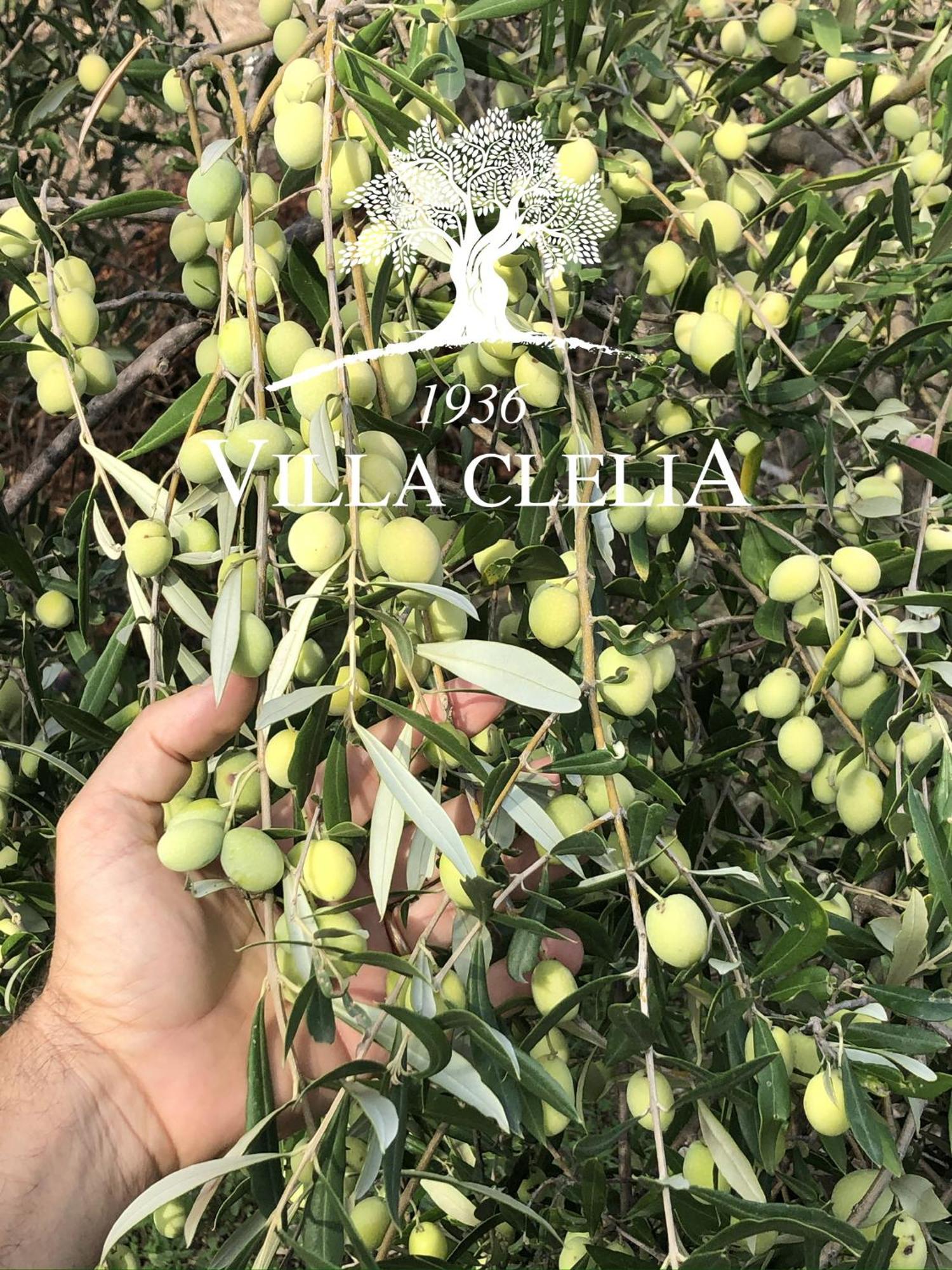 Il Palmento Di Villa Clelia 1936 Locri Luaran gambar